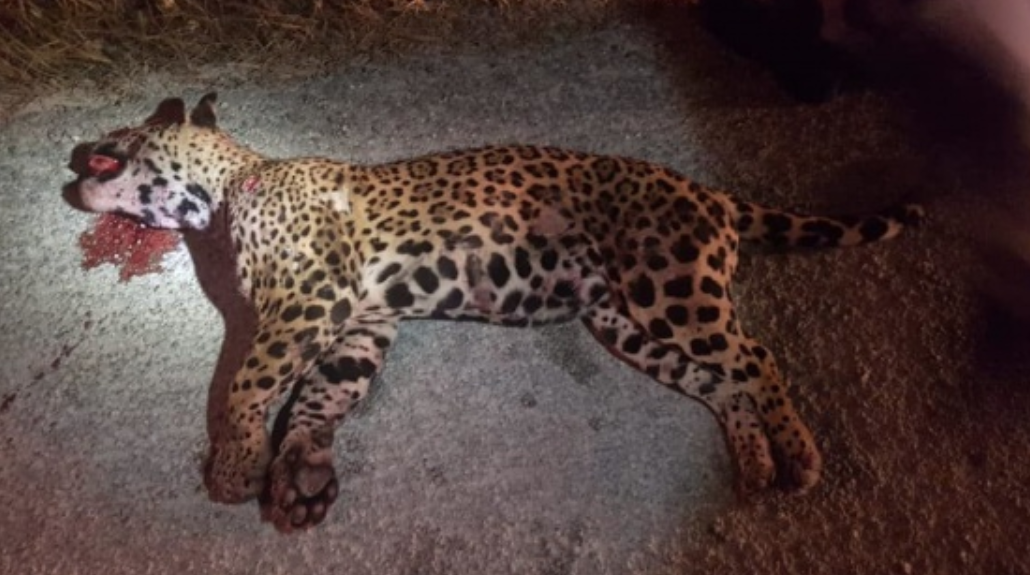 Una jaguar fue atropellada en la carretera Playa – Tulum