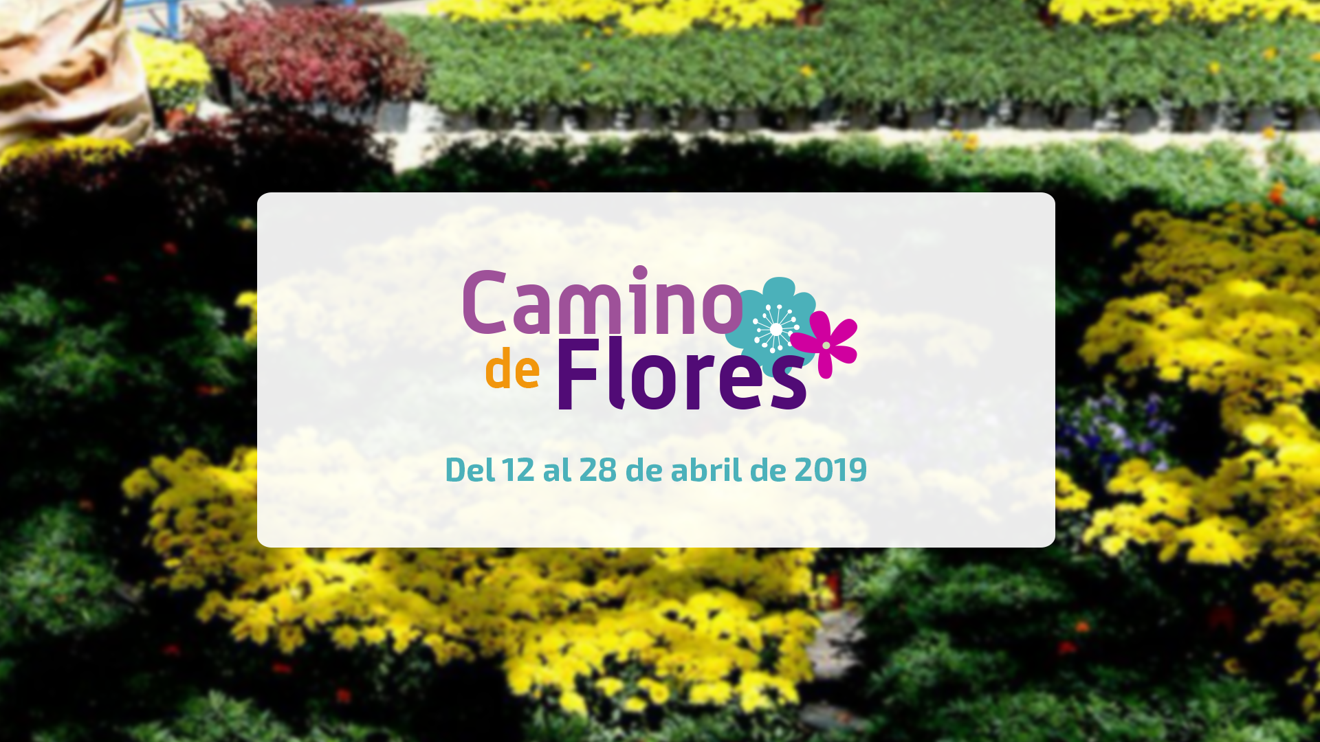 Todo listo para la quinta edición del Camino de las Flores en Mérida
