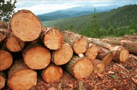 Las autoridades no han respondido ante la tala ilegal de árboles.