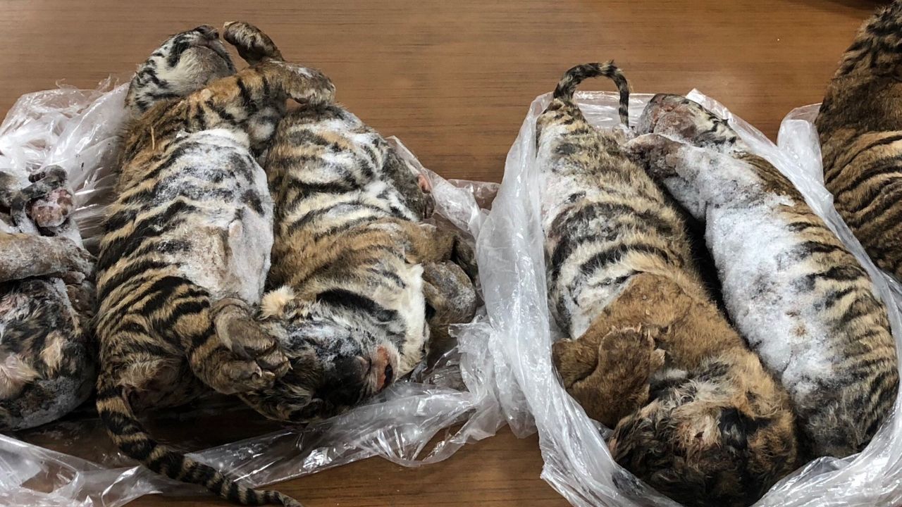 Encuentran siete tigres bebés congelados dentro de un auto