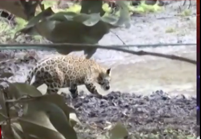 Captan a Jaguar bebiendo agua en comunidad de Xbonil