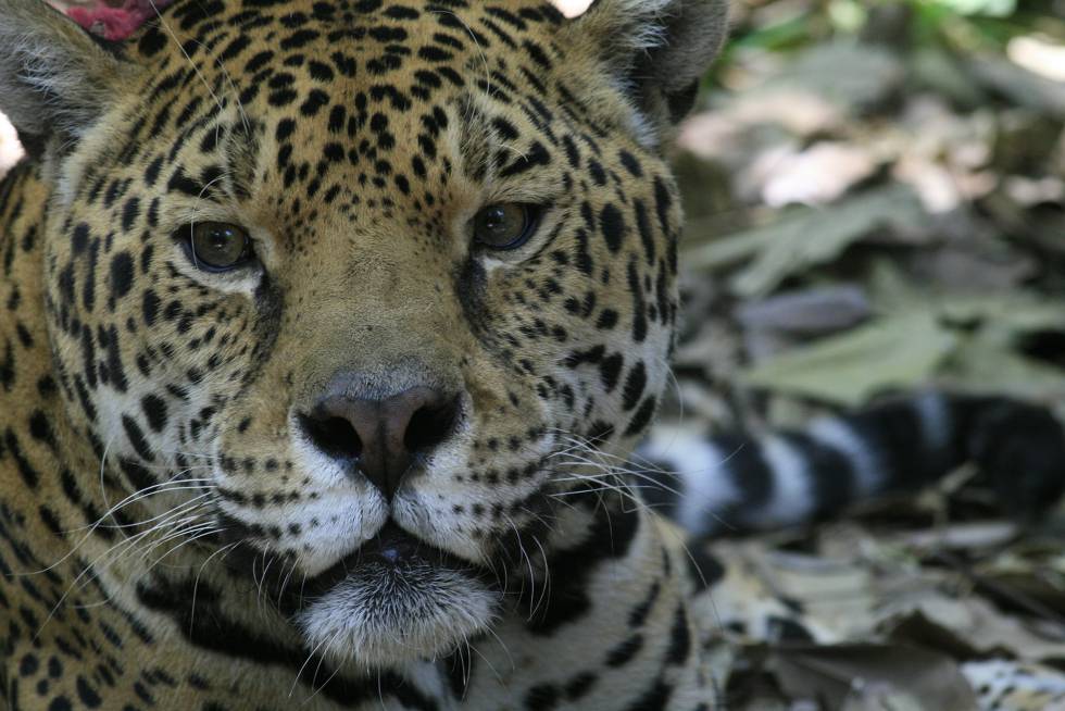 Sin denuncias en Calakmul por cacería de jaguar