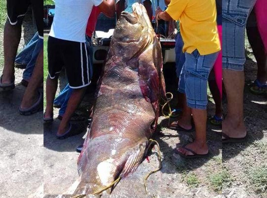 Pez cherna de 248 kilos es capturado en el Golfo de México