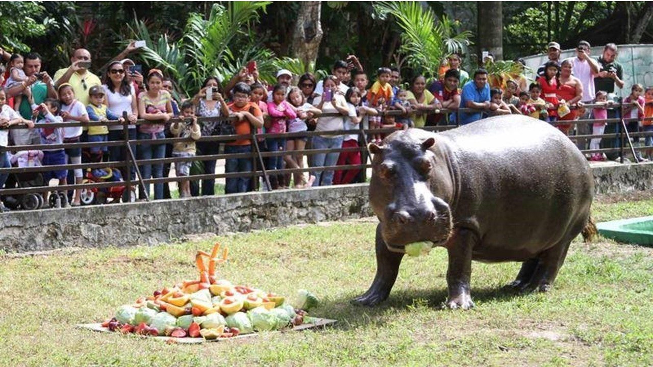 Zoológico Payo Obispo celebrará su 40 aniversario