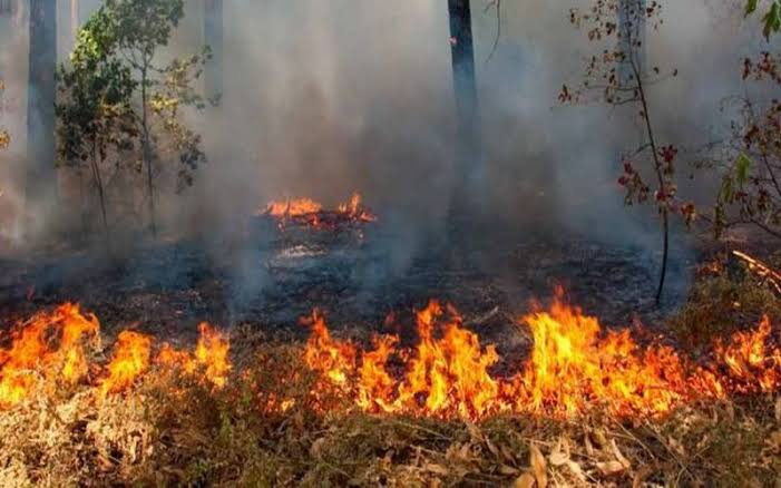 Prevén mayor riesgo de incendios forestales en Quintana Roo para 2020