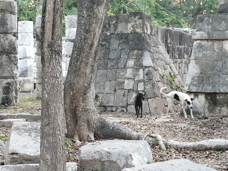 Pondrán en adopción a perros rescatados de la zona arqueológica de Chichén Itzá