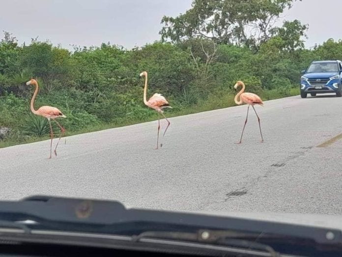 Flamingos invaden carretera de Yucatán