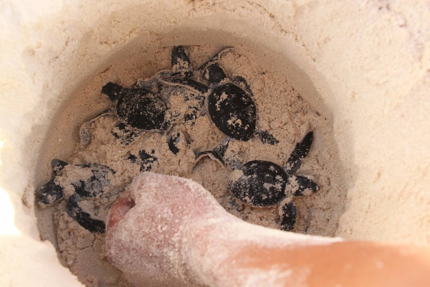 Hay más de 11 mil nidos de tortuga protegidos en playas de Cancún