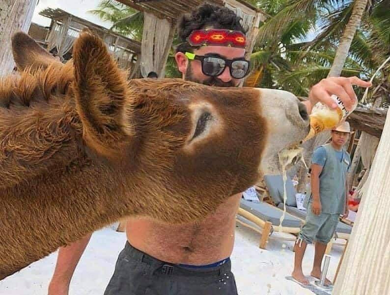 Turistas dan cerveza a un burro que pertenece a un hotel de Tulum