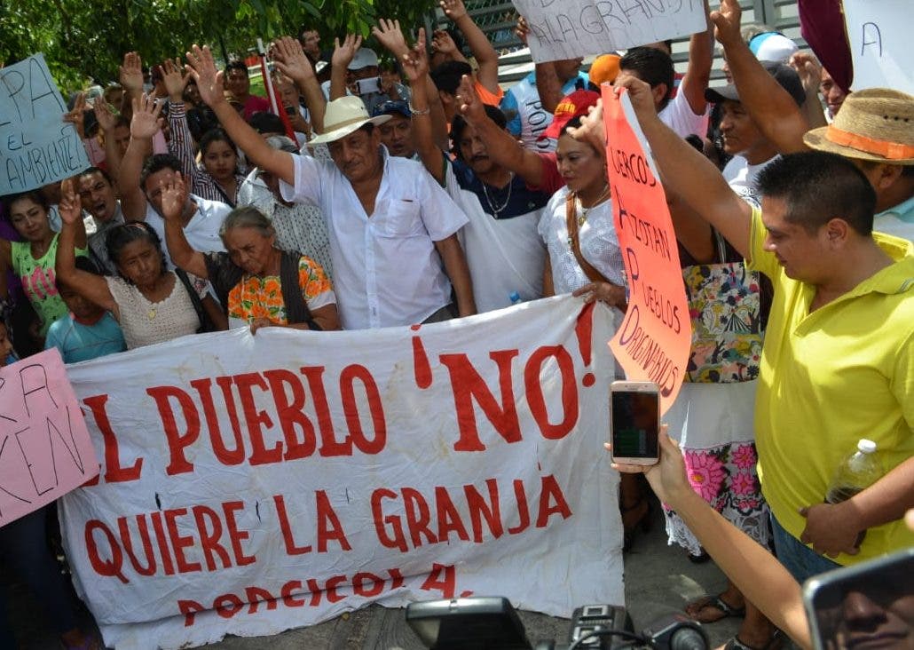 SCJN suspende granja porcina contaminante en Yucatán