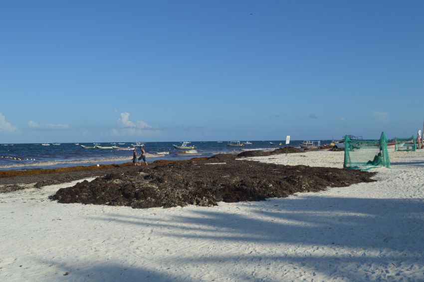 Semar ha recolectado 10 mil toneladas de sargazo en playas de Quintana Roo