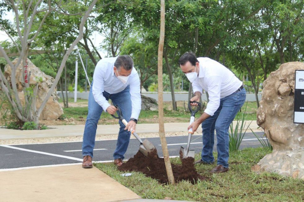Con más de 216 mil árboles plantados, Mérida supera meta de arborización