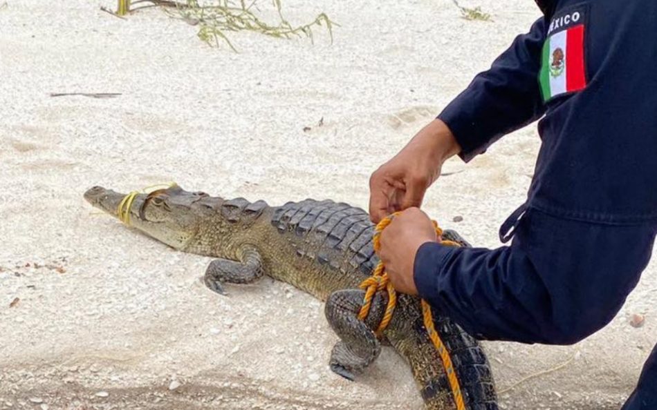 Rescatan a cocodrilo en aguas de Uaymitun, Yucatán