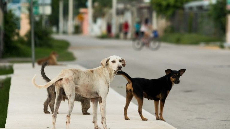 En Mérida, prohíben alimentar a animales de la calle