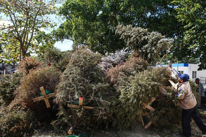 Instalan cinco centros de acopio de árboles navideños en Mérida