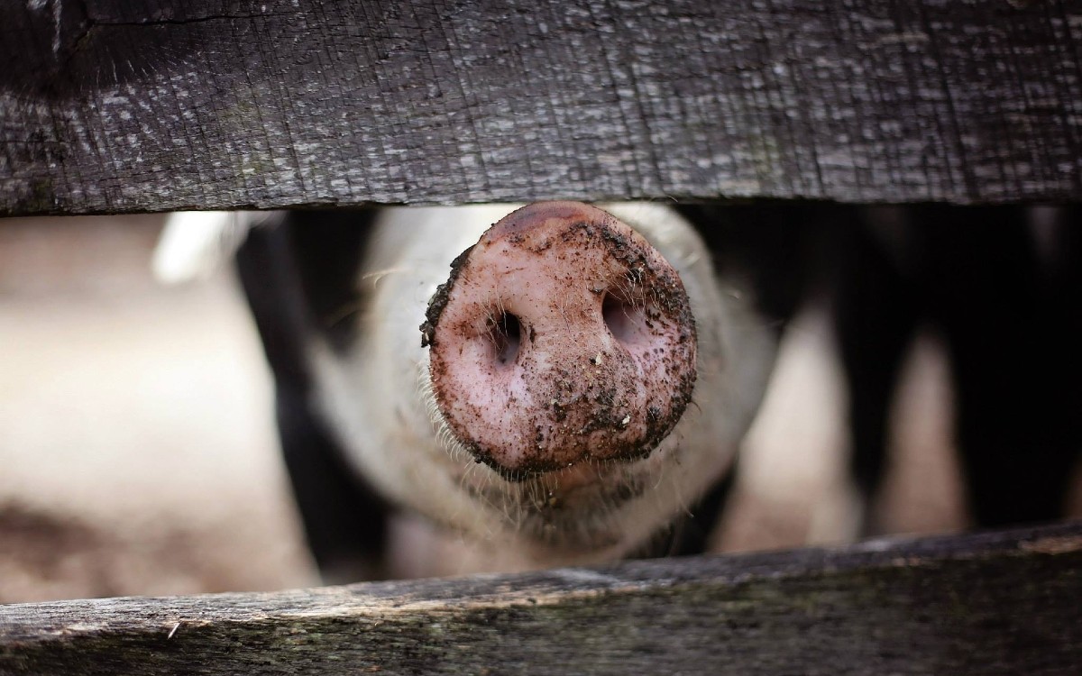 Organizaciones reúnen firmas para frenar las granjas porcinas en Yucatán