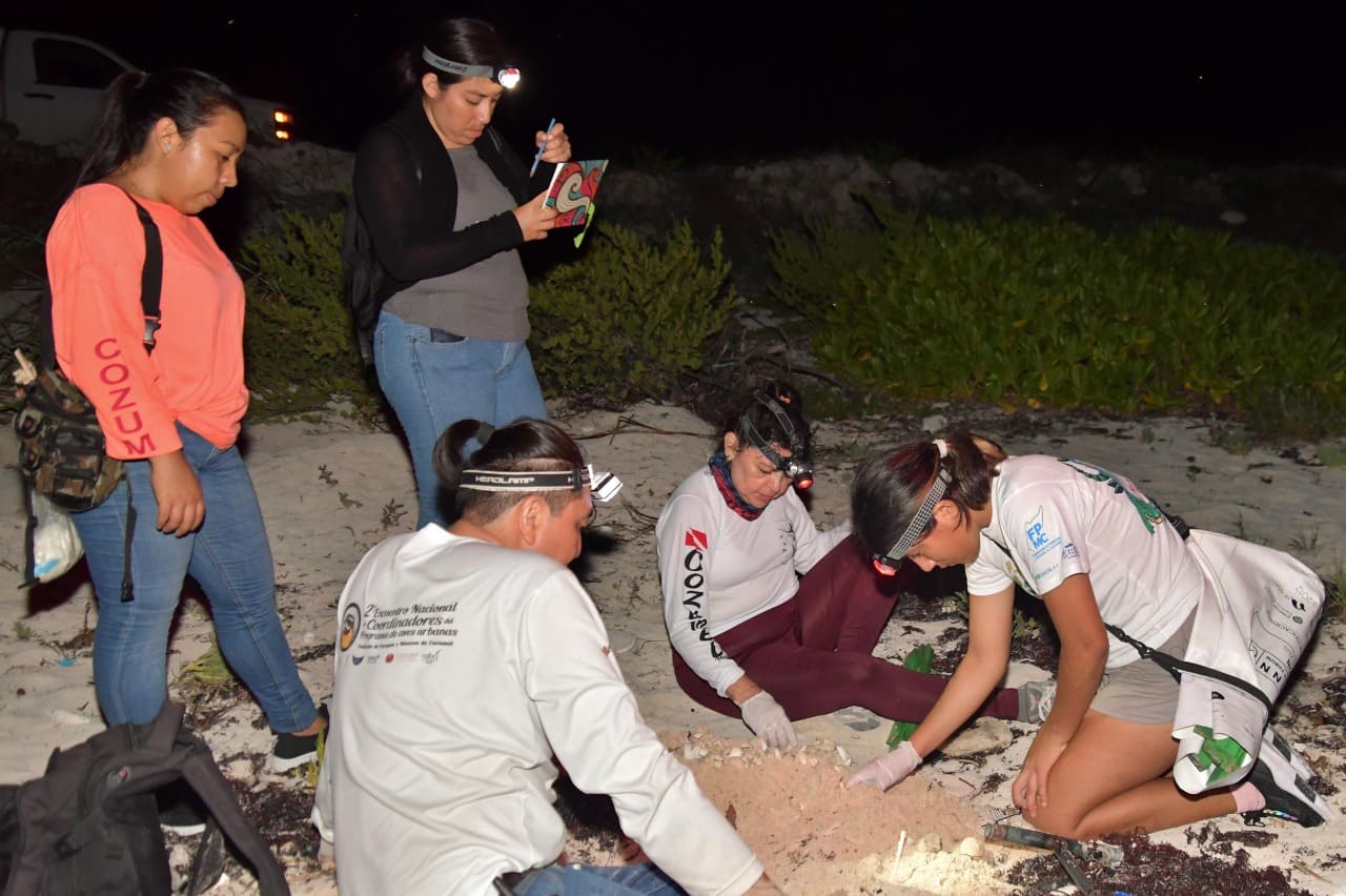 FPMC ha registrado 332 nidos de tortugas marinas en Punta Sur
