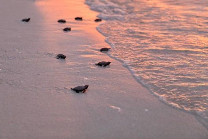 Liberan a más de 80 crías de tortuga Carey en Sisal, Yucatán