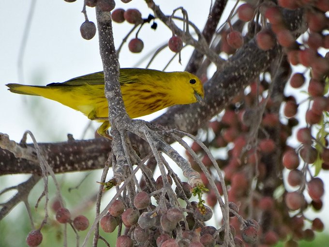 Cozumel, la primera “Ciudad de las Aves” en Latinoamérica
