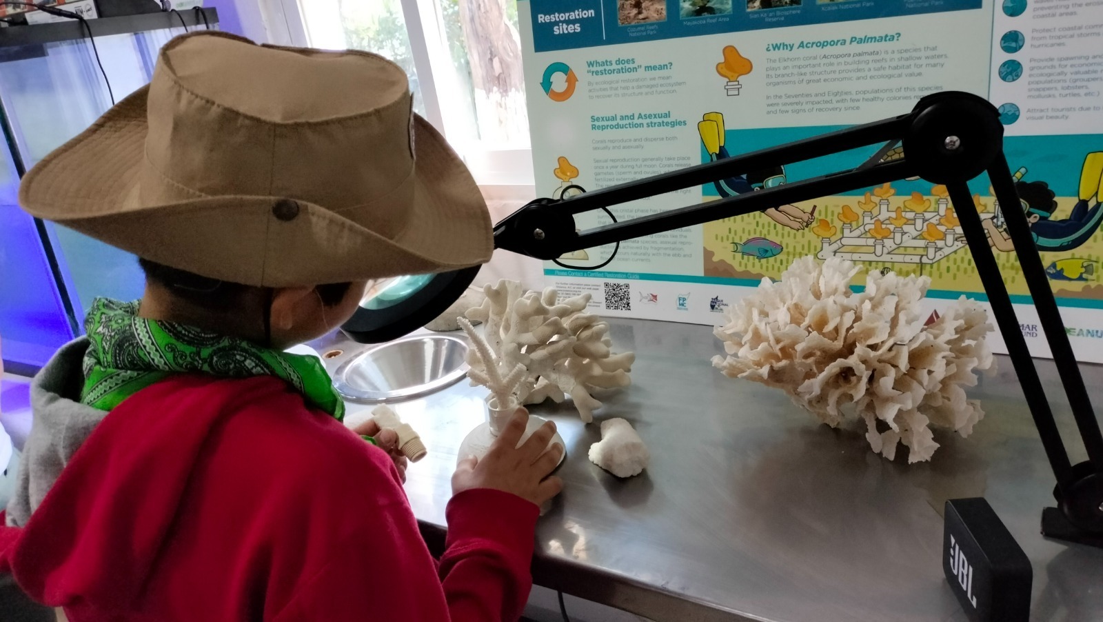 Crean el primer laboratorio de corales en Cozumel