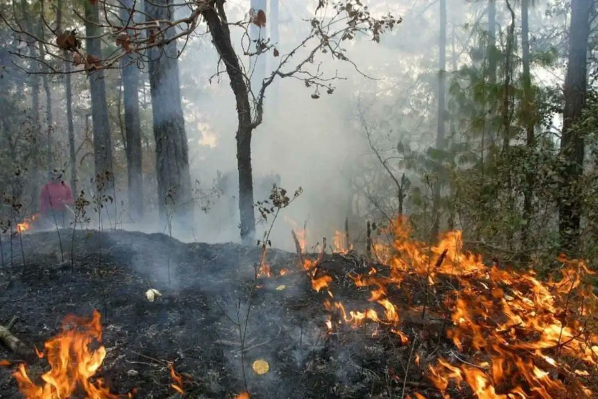 Concluye la temporada de incendios forestales 2023 en Quintana Roo