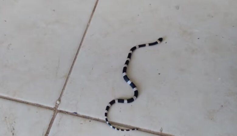 Coralillo muerde a niña de 3 años en Peto, Yucatán; la serpiente estaba escondida en su zapato