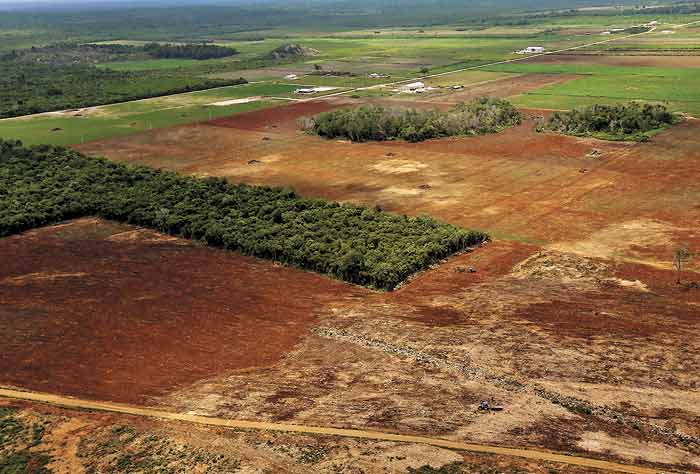 Organizaciones denuncian aumento de deforestación en Bacalar