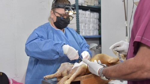 Realiza 607 cirugías durante Jornada de Esterilización Canina y Felina en Campeche
