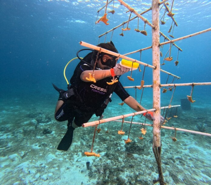 FPMC da continuidad al programa de restauración de arrecifes