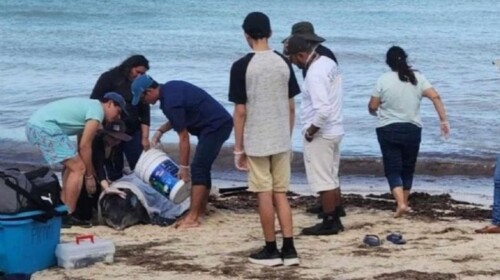 Rescatan a delfines que se quedaron varados en una playa de Yucatán