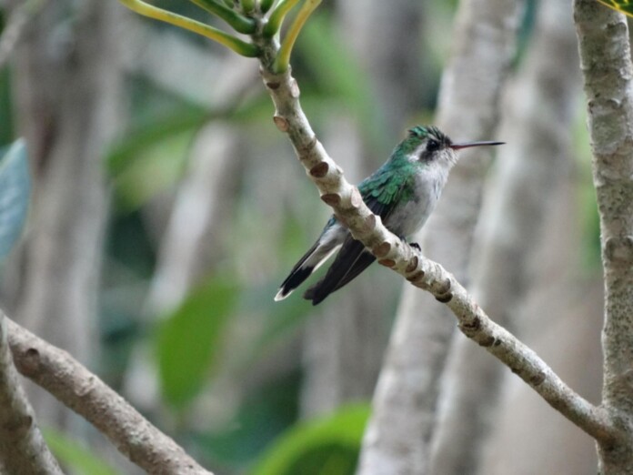 FPMC inicia monitoreo de nidos de Colibrí Esmeralda