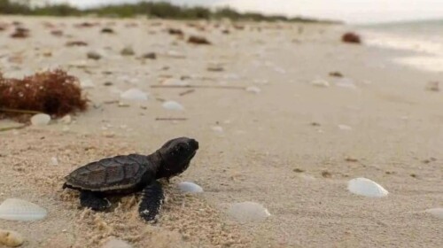 Autoridades se alistan ante temporada de anidamiento de tortugas en Yucatán