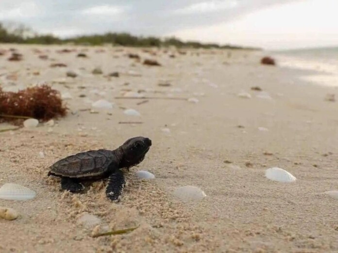 Autoridades se alistan ante temporada de anidamiento de tortugas en Yucatán