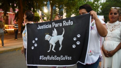 Condenan a la primera persona por crueldad animal en Yucatán
