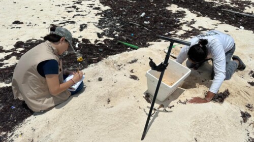 FPMC registra nido de tortuga marina en Punta Sur