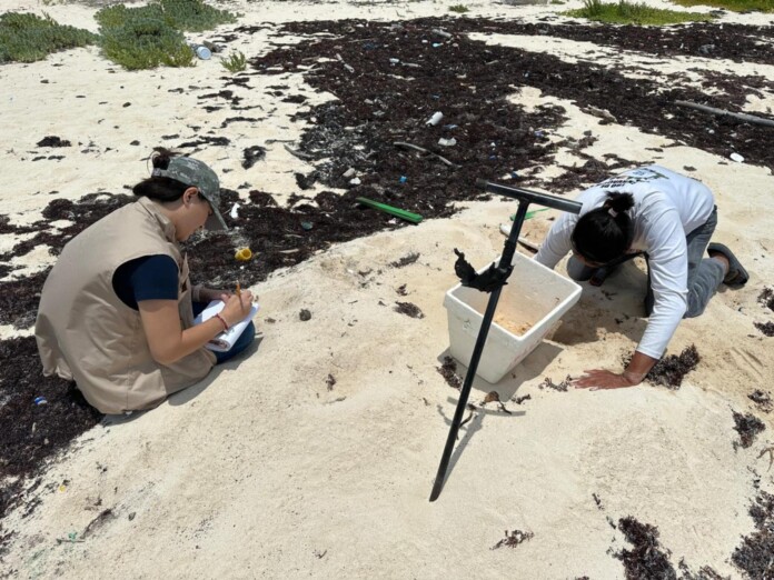 FPMC registra nido de tortuga marina en Punta Sur