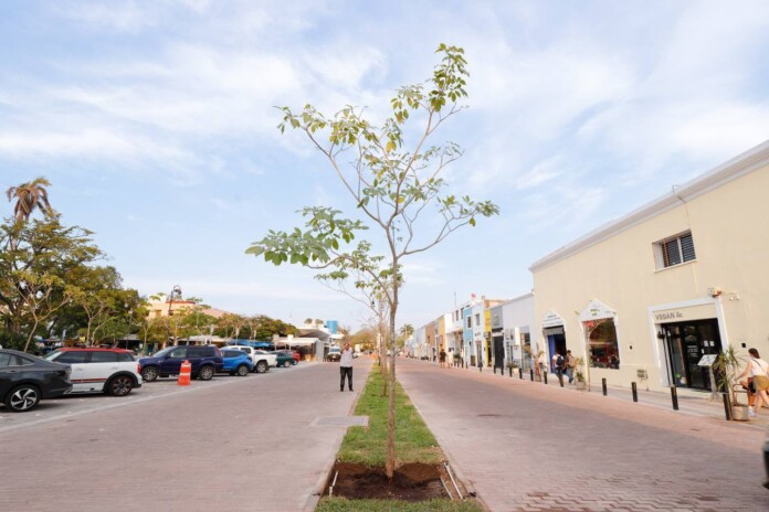 Yucatán llega al millón de árboles plantados