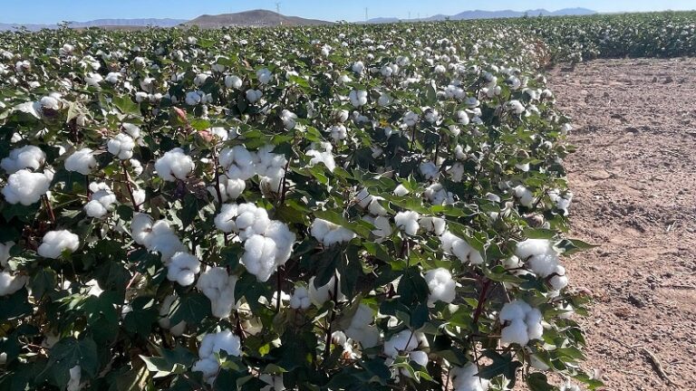 Productores agroecológicos piden a AMLO no ampliar plazo para prohibir uso de glifosato en agricultura mexicana