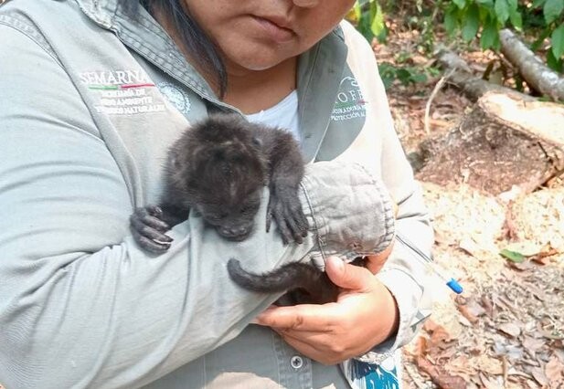 Descartan nuevas enfermedades o residuos tóxicos en monos aulladores de Chiapas y Tabasco