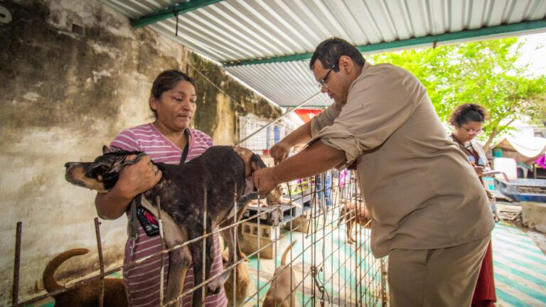 Implementan operativo tras confirmación de caso de rabia en Ciudad del Carmen