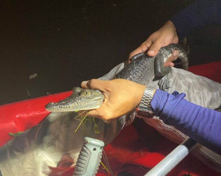 Capturan a cocodrilo que deambulaba por el ‘Parque hundido’ de Mérida