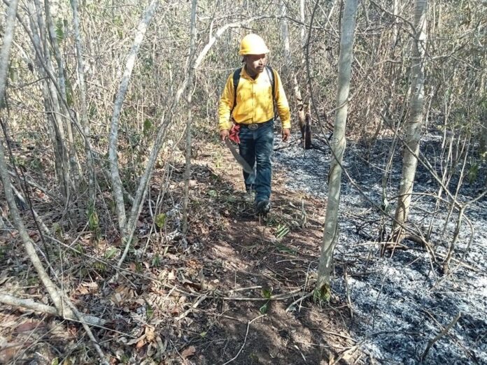 Concluye la temporada de incendios forestales en Quintana Roo