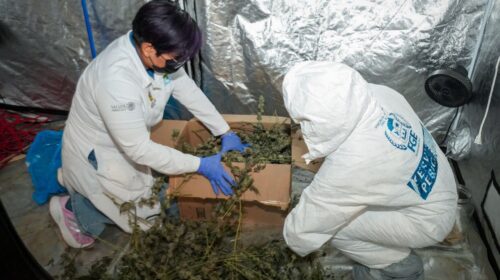 Desmantelan invernadero donde cultivaban marihuana en Cancún