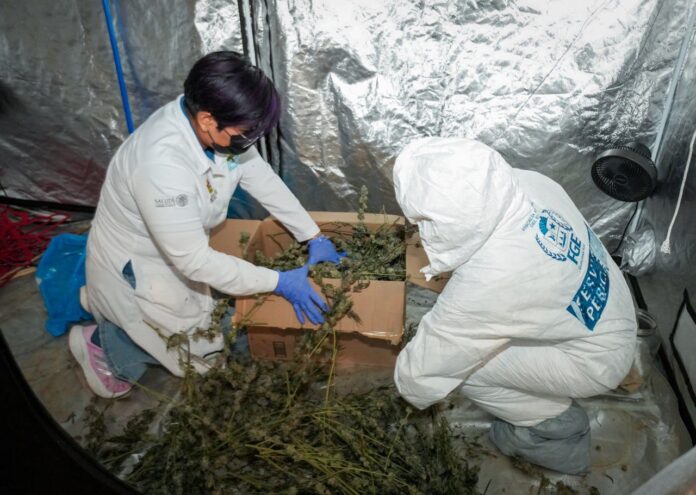 Desmantelan invernadero donde cultivaban marihuana en Cancún