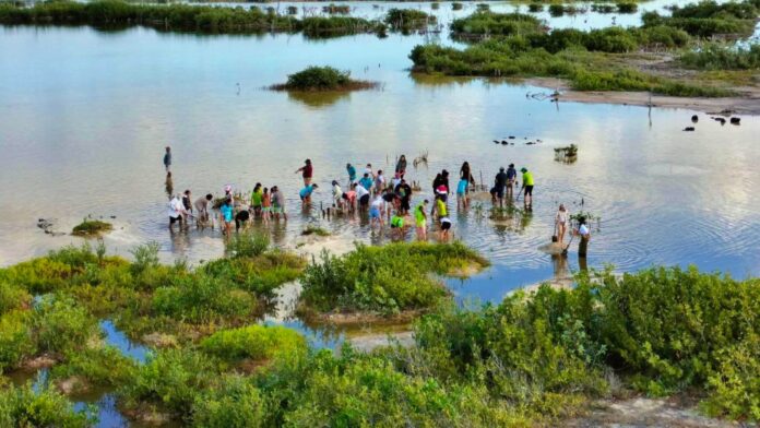 FPMC conmemora el Día Internacional de Conservación del Ecosistema de Manglares