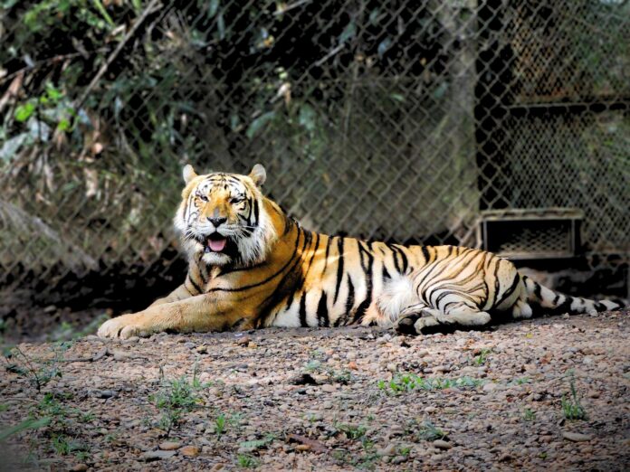 Muere “Braulio”, tigre de bengala de “Yumka´”, Tabasco