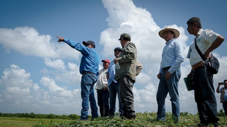 Supervisan parcelas demostrativas de arroz en Escárcega