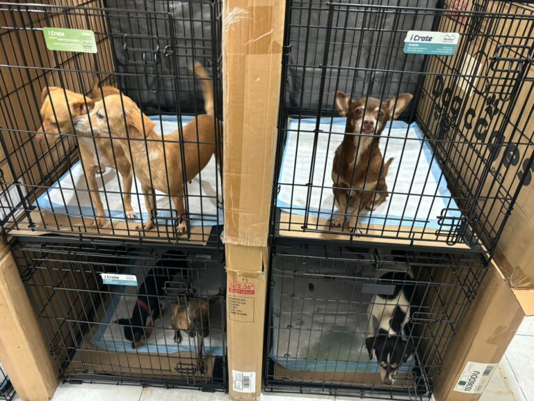 Resguardan a 156 mascotas durante paso de Beryl en Quintana Roo