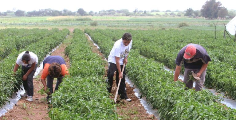 Agricultura mexicana bajo amenaza: Claves para la sostenibilidad y competitividad del sector