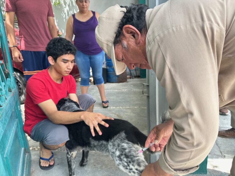 Siguen acciones de protección a mascotas en Ciudad del Carmen